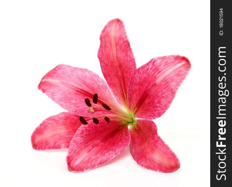 Pink lily on a white background