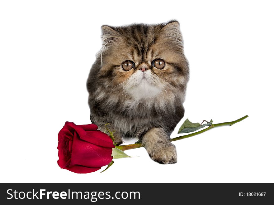 Cute Persian kitten with a red rose for present. Cute Persian kitten with a red rose for present.