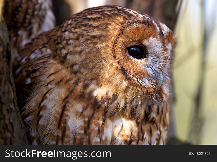 A Tawny Owl