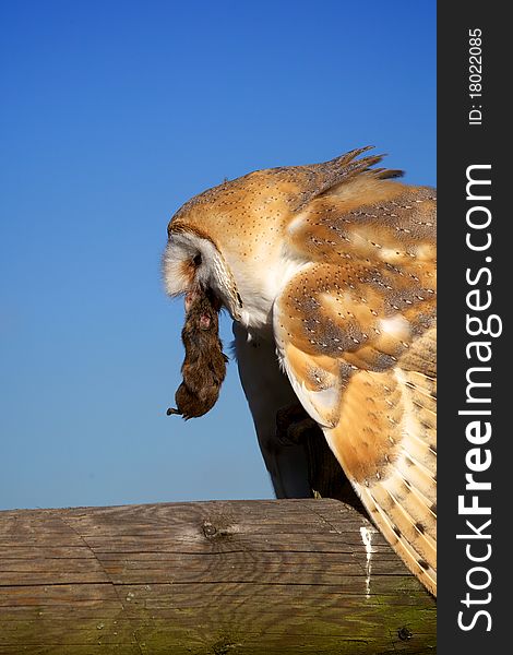 A barn owl eating its prey on a fence
