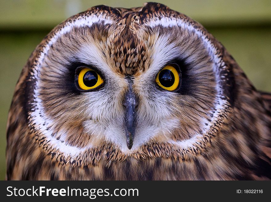 A short eared owl close up of its face. A short eared owl close up of its face