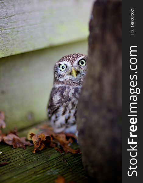 A little owl behind a post