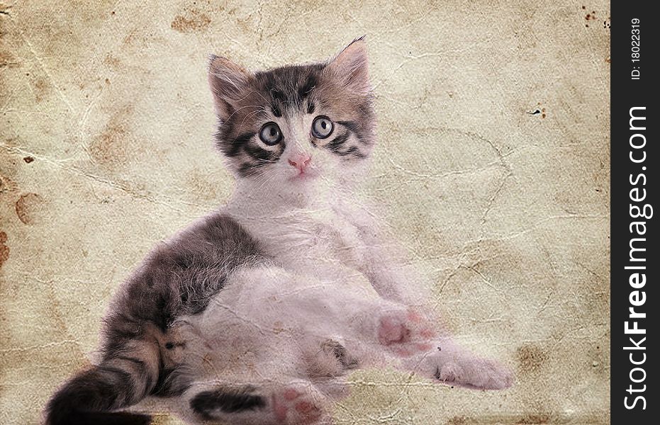 Kitten on a white background with vintage effect