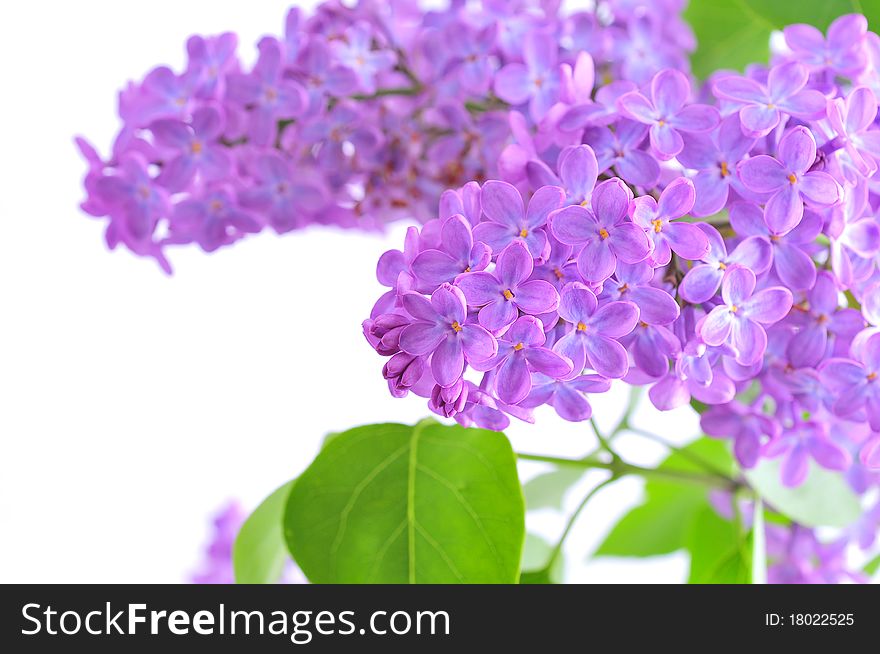 Lilac flower on a white background