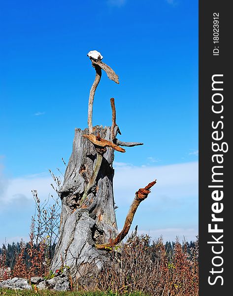 A old stump with the blue sky