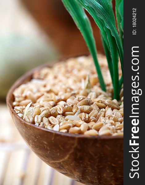 Hybrid wheat seeds in wooden bowl. Hybrid wheat seeds in wooden bowl.