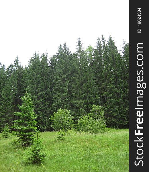 Green coniferous wood on a picture. Green coniferous wood on a picture