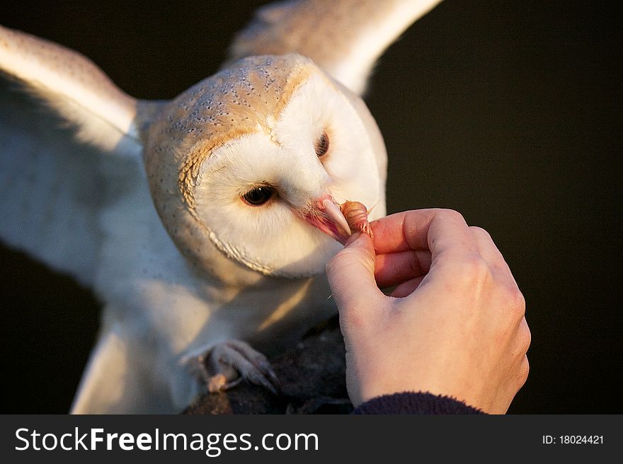 A barn owl being hand fed