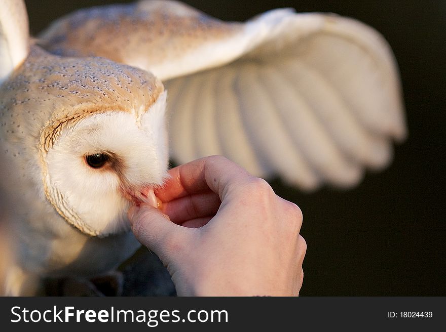 A barn owl being hand fed