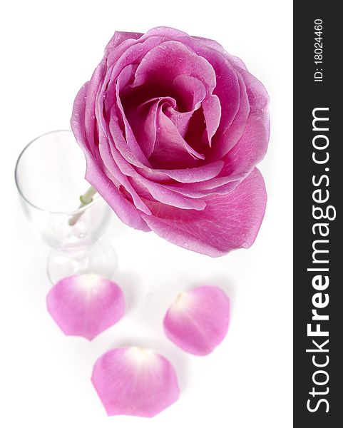 Pink Rose And Petals