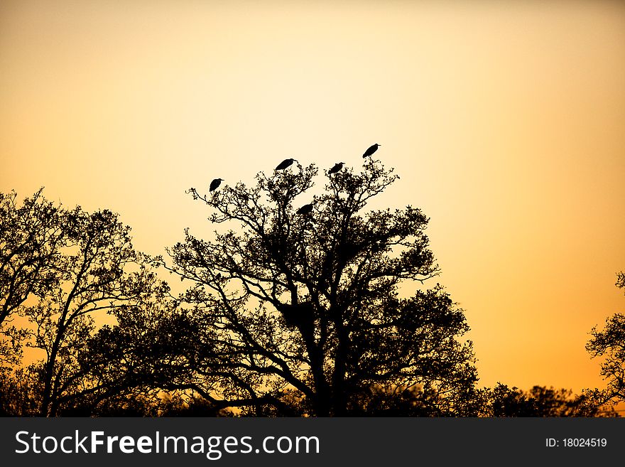 Silhouette of herons in a tree with the sunset