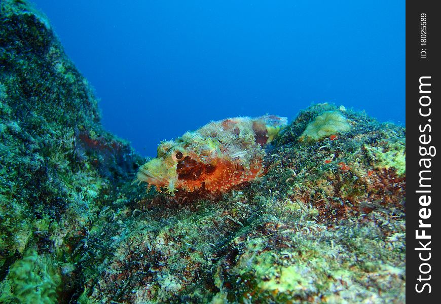 A dragonhead fish waiting in the reef. A dragonhead fish waiting in the reef