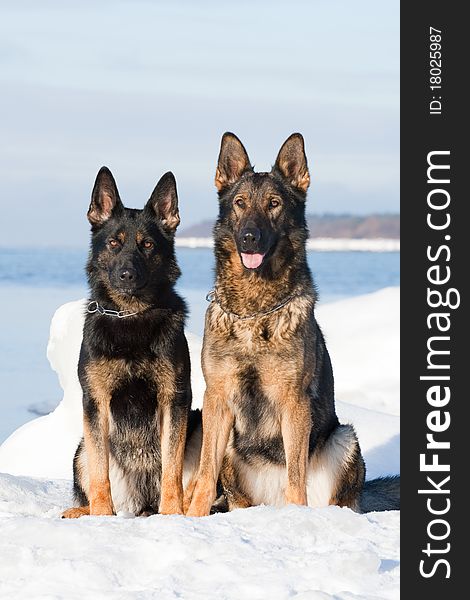 Two german sheepdogs sitting on the snow