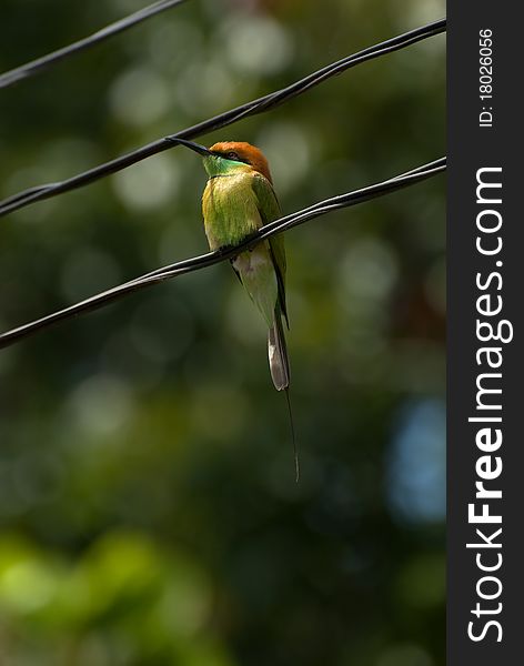 Beautiful green bee-eater in Thailand