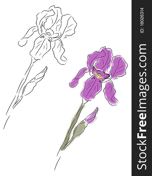 Vector illustration of watercolor iris