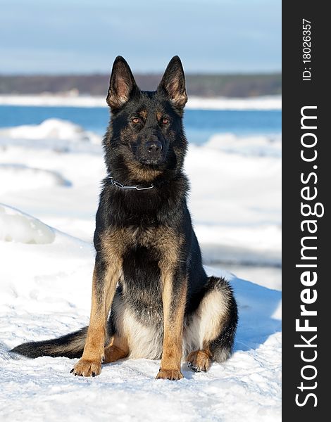 Balck german sheepdog sitting on the snow. Balck german sheepdog sitting on the snow