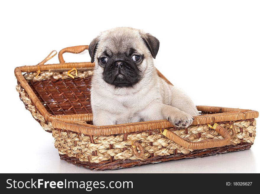 Portrait of a close-up of thoroughbred dog breed pug , Puppies and mom. Portrait of a close-up of thoroughbred dog breed pug , Puppies and mom