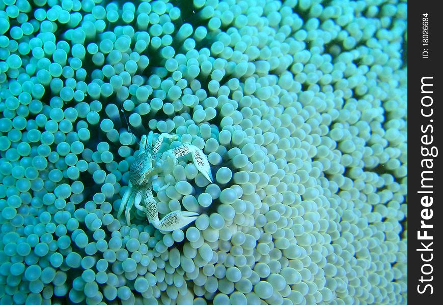 A small oshima anemona crab. A small oshima anemona crab