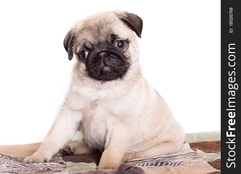 Pug purebred puppy portrait sitting close