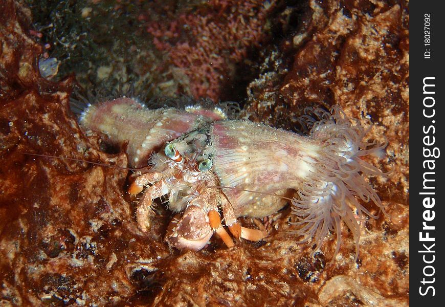 Anemona hermit crab on a coral