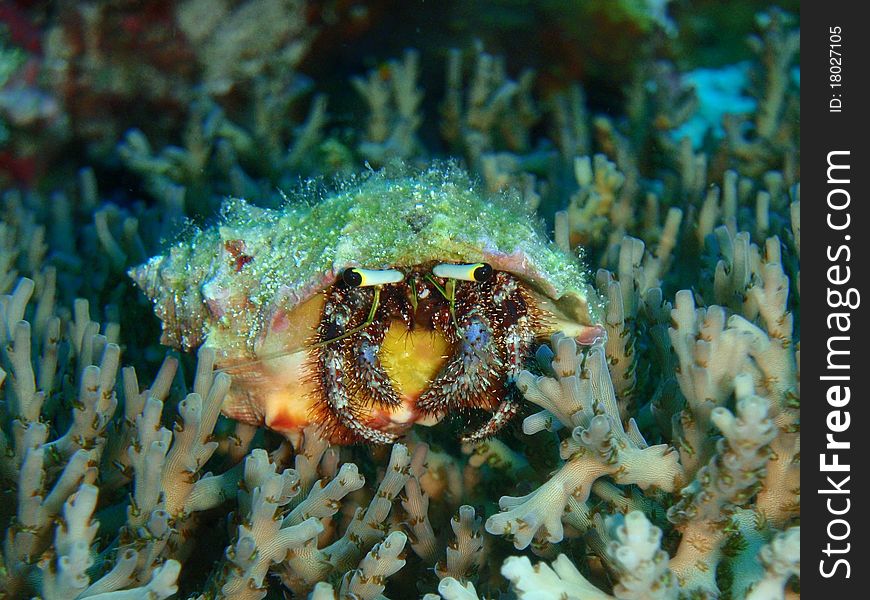 Hairy hermit crab on a coral