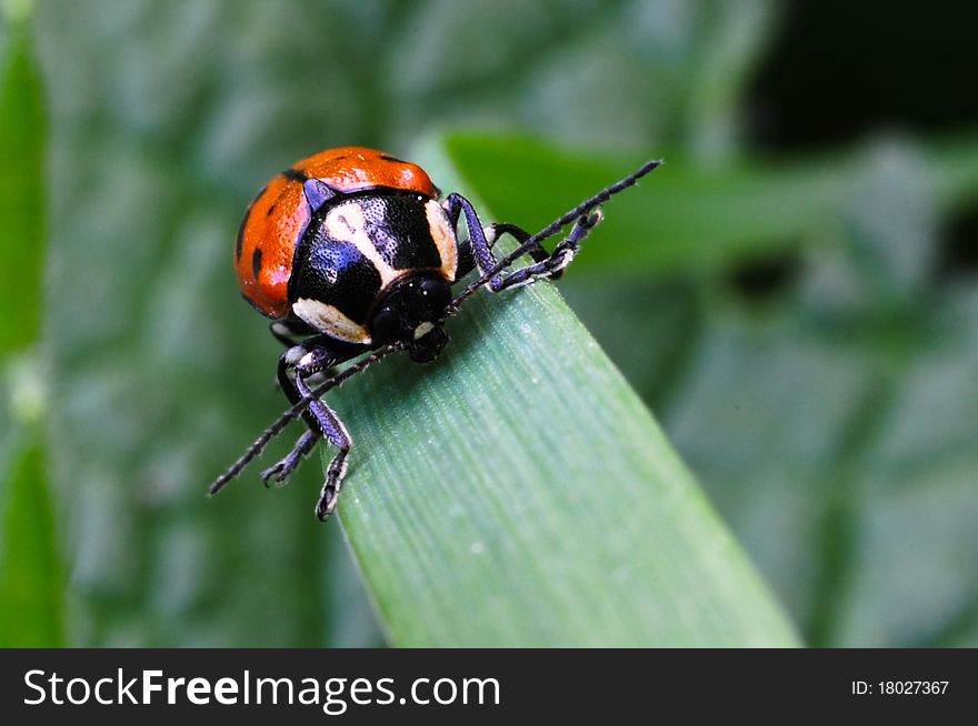 Red Beetle on a grass blade in spring season