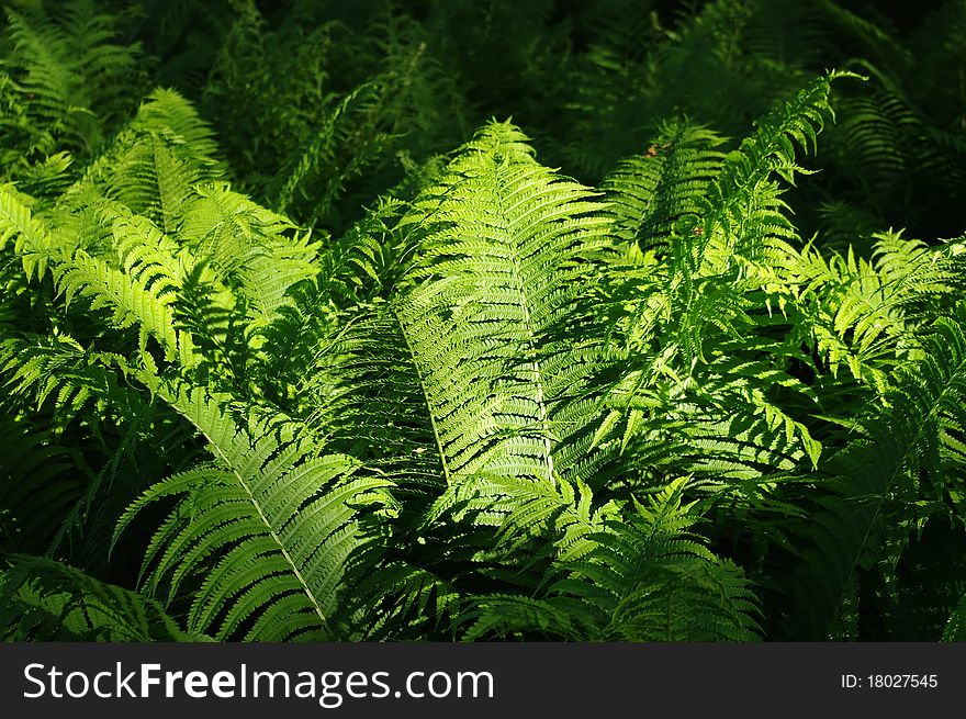 Ferns illuminated by sunlight in the middle of forest