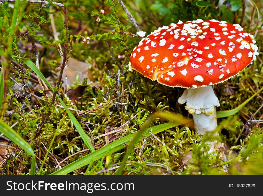 A red poisonous and dangerous mushroom. A red poisonous and dangerous mushroom