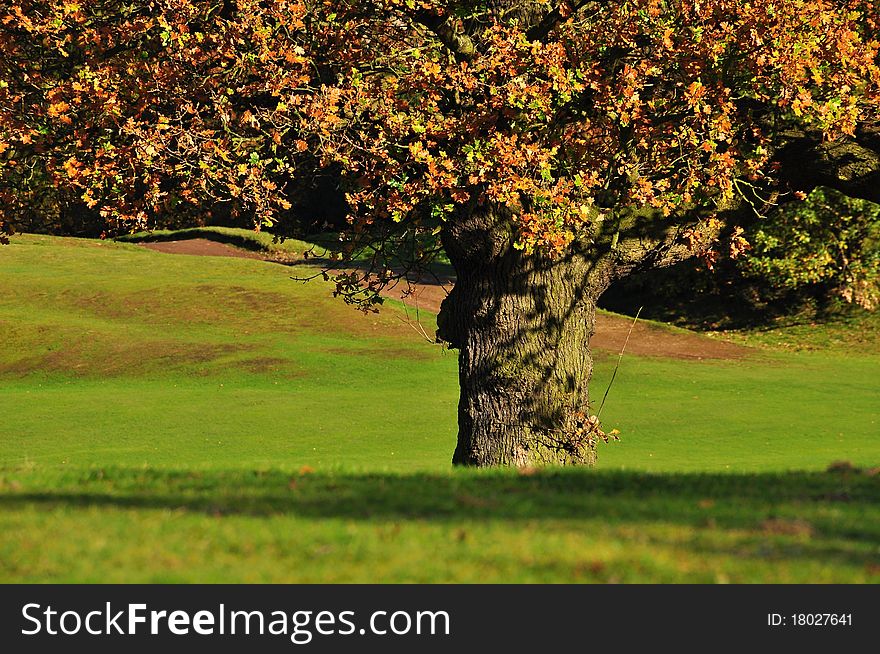 Old tree in autumn with coloring leaves