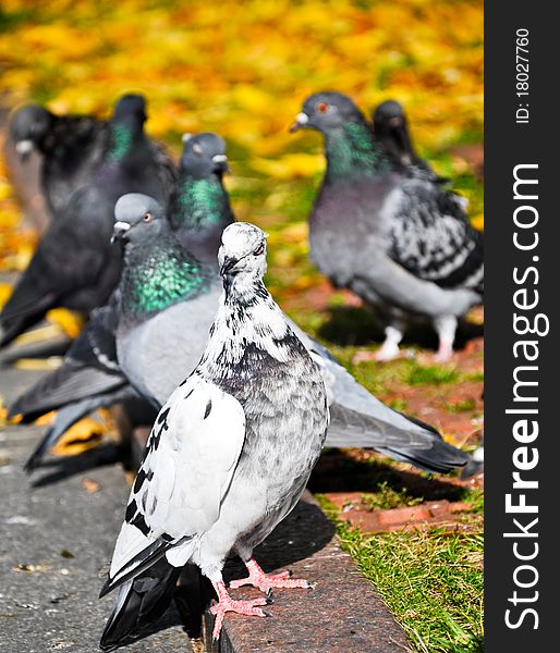 White Pigeon close up in an autumn grass. White Pigeon close up in an autumn grass