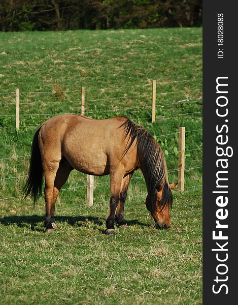 Beautiful brown horse grazing in a field