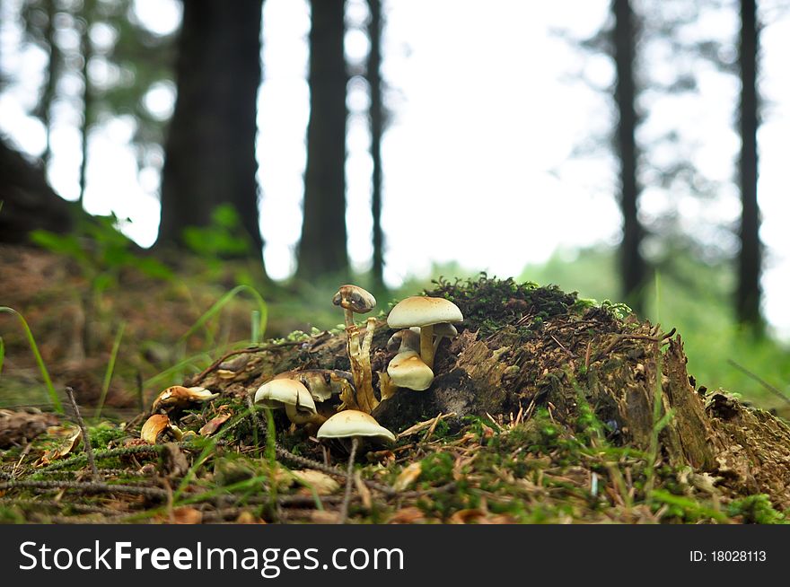 Group Of Mushrooms Growing Wild In Forest