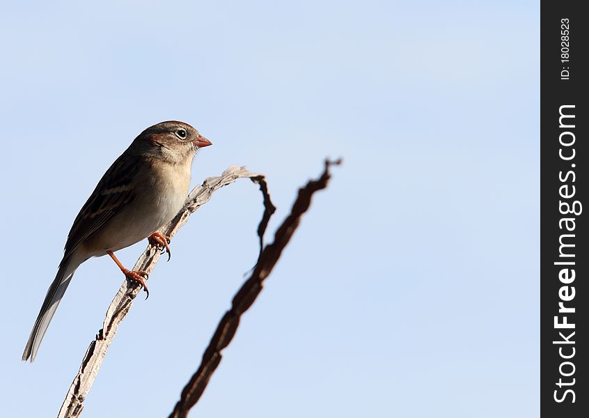 Sparrow sitting on a branch over looking the vally.