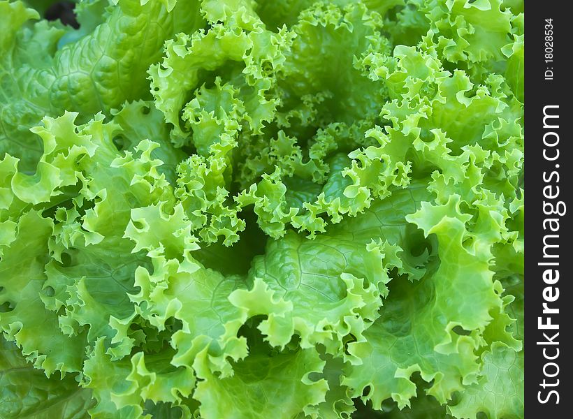 Close up details of green lettuce