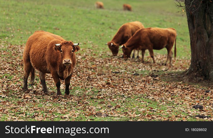 Portrait of a brown cattle in an autumn field.The breed is Salers and is considered to be one of the oldest and most genetically pure of all European breeds.They are common in Auvergne region of France.