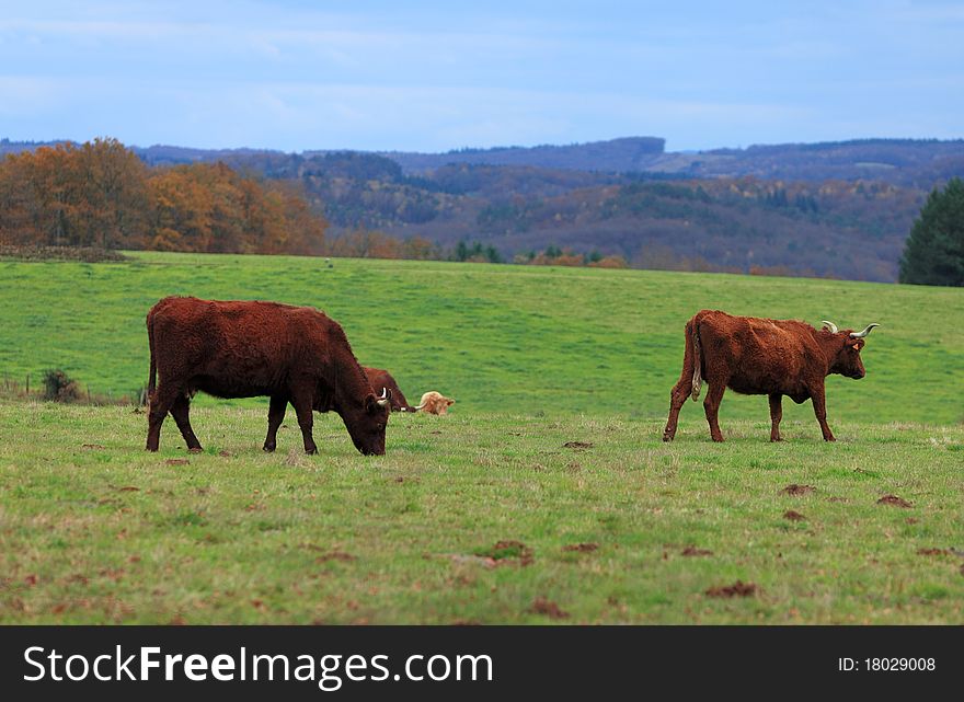 Brown cattle with long horns specific for Auvergne region in France.The breed is Salers and is considered to be one of the oldest and most genetically pure of all European breeds.