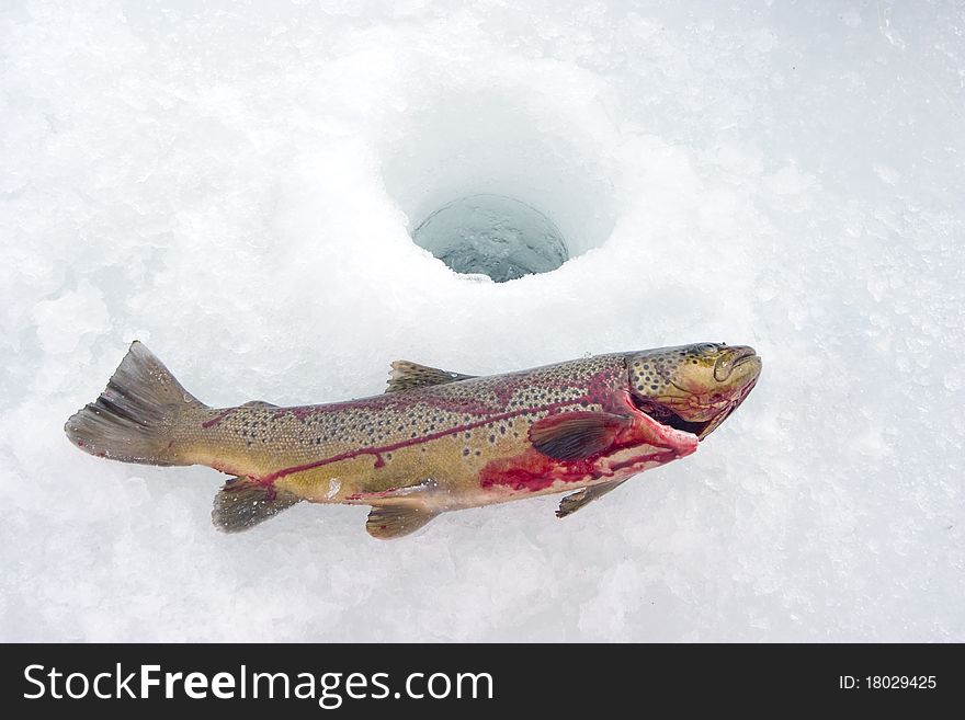 Ice fishing a large rainbow trout on the ice in Iceland. Ice fishing a large rainbow trout on the ice in Iceland