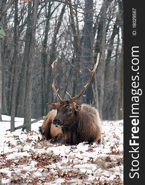 Bull elk resting in snow