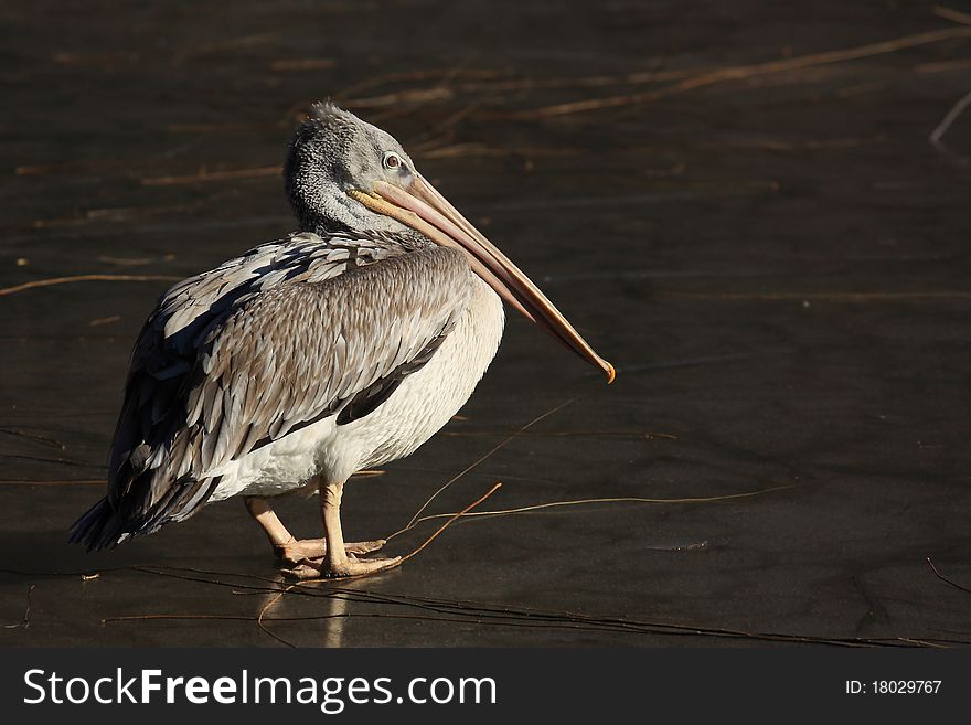 American brown pelican is walking on the ice