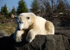 Polar Bear Sun Bathing Stock Image Polar Bear Sun Bathing Stock Image