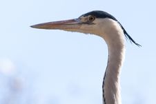 Grey Heron Portrait Royalty Free Stock Image