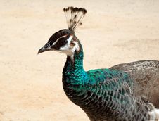 Peacock Stock Images Peacock Stock Images