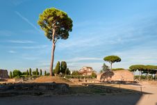 Tree At The Palatine Hill Royalty Free Stock Photos Tree At The Palatine Hill Royalty Free Stock Photos