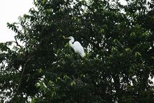 White Heron Royalty Free Stock Photos