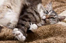 Relaxing Cat Royalty Free Stock Photography