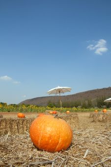 Big Pumkin In The Field Royalty Free Stock Images Big Pumkin In The Field Royalty Free Stock Images
