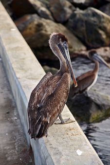 Pelicans On The Dock Royalty Free Stock Images