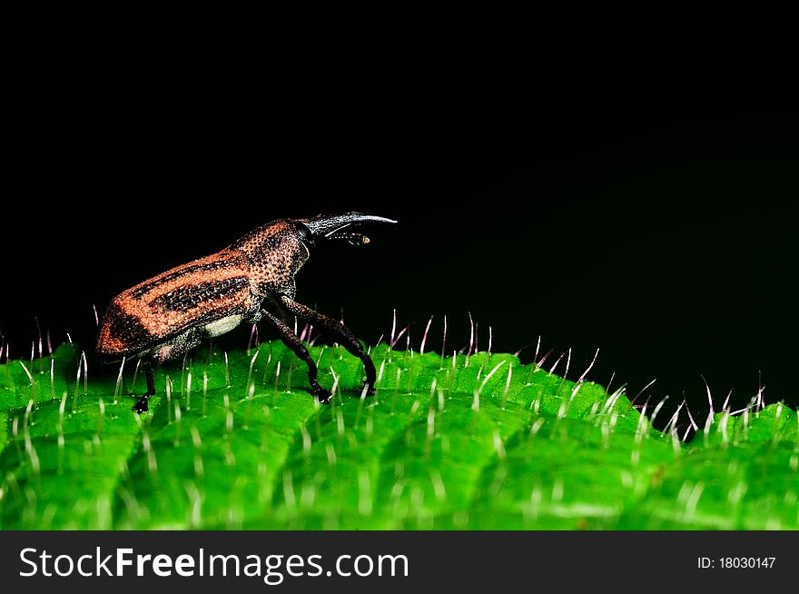 A weevil finding food on the leaf. A weevil finding food on the leaf.