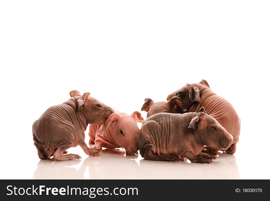 Skinny guinea pigs isolated on the white background. Skinny guinea pigs isolated on the white background