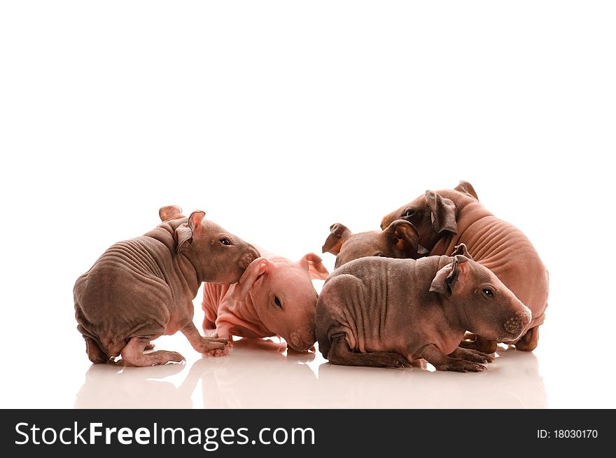 Skinny Guinea Pigs On White Background